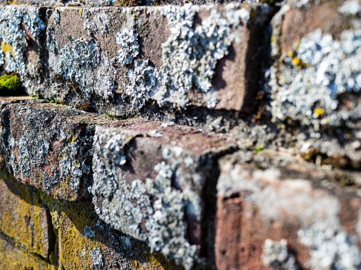 Brick Repairs 03